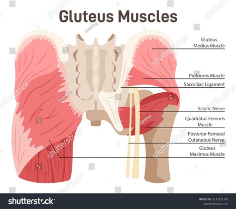 4 548 Imágenes De Anatomy Buttock Imágenes Fotos Y Vectores De Stock