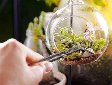 How To Care For Your Air Plants Backyard Boss