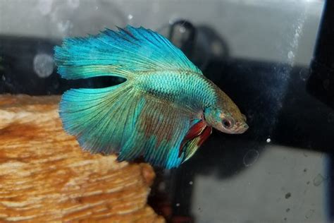 Common Betta Fish Diseases With Treatments For A Sick Betta