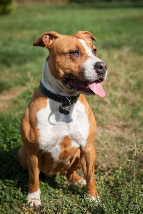 Apagi Inaya Chien American Staffordshire Terrier La Robe Fauve Et