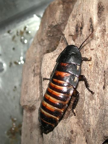 ADW: Gromphadorhina portentosa: INFORMATION