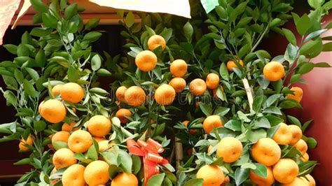 A Mandarin Orange Plant Commonly Seen During Chinese Lunar New Year On Display Stock Video