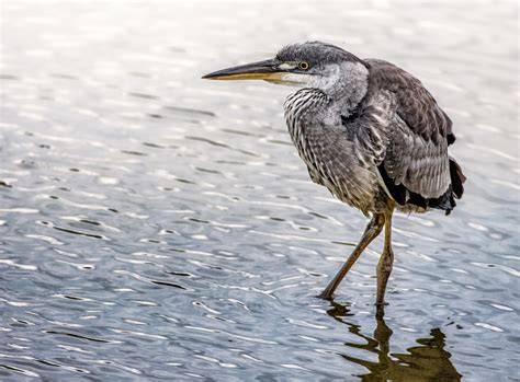 juvenile grey heron in shimmering pond – Stan Schaap PHOTOGRAPHY