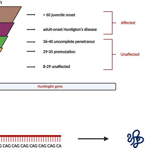 Genetics Of Huntington S Disease HD CAG Repeats In Exon 1 Of