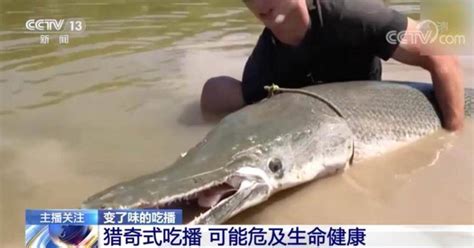 鳄雀鳝竟成酸菜鱼！如何刹住猎奇式吃播？视频食材美食