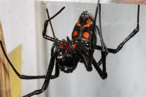 Smithsonian Insider Male Spider’s Sexual Organs Work Fastest Only When A Female Breaks Them