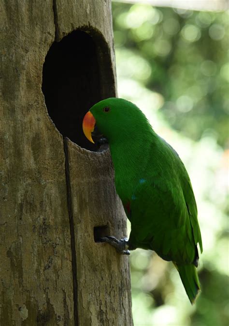 Burung Bayan The Eclectus Parrot Eclectus Roratus Burung Asli