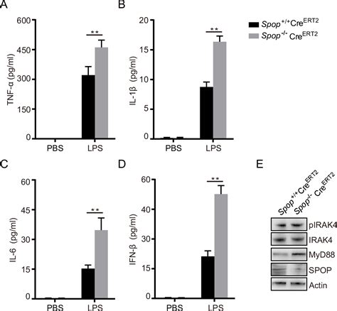 Spop Promotes Ubiquitination And Degradation Of Myd To Suppress The