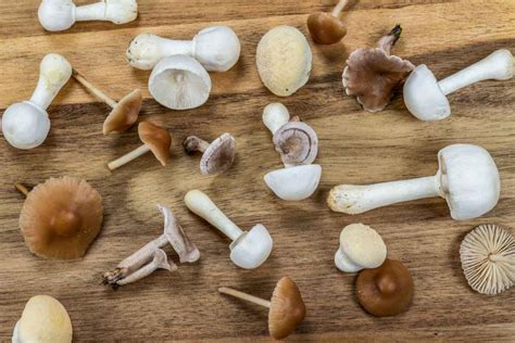 Top 9 Des Champignons Comestibles Au Jardin