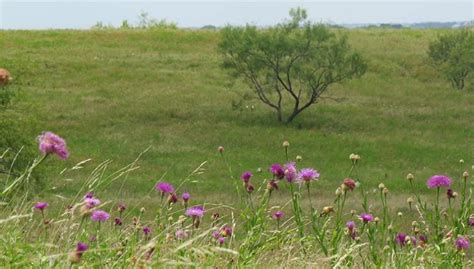 Partners For Conservation Blackland Prairie Texas