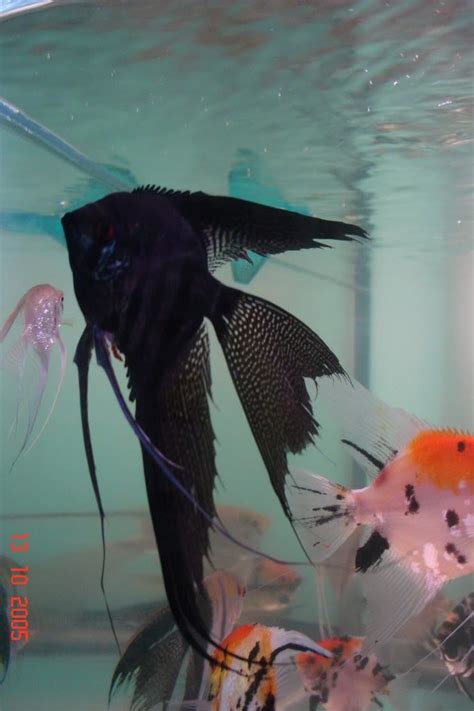 This Is A Quality Black Veil Tail Angel With Standard Fin Koi Angels