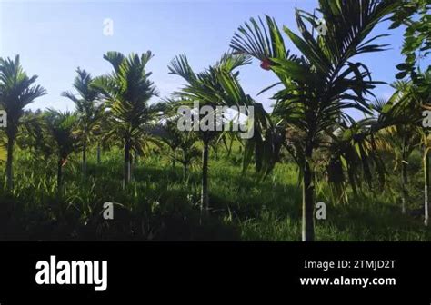 Betel Leaf Farming Stock Videos And Footage Hd And 4k Video Clips Alamy