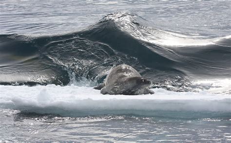 Orcas Trabalham Em Grupo Para Capturar Foca Bbc Brasil