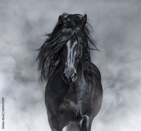 Black Andalusian Horses