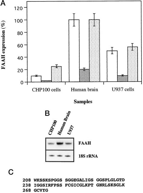 Quantitation Of Faah In Human Brain And Human Chp And U Cells A