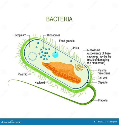 Celula Bacteriana Estrutura