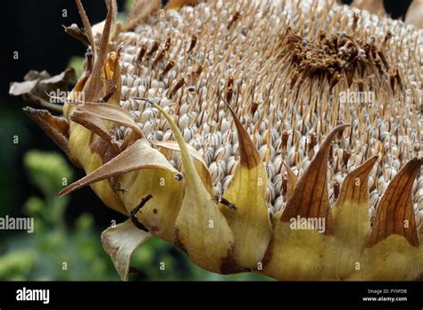 Close Up Of Fresh Sunflower Seeds On Sunflower Seed Crown Stock Photo