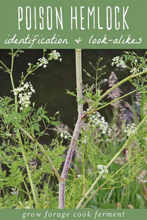 Poison Hemlock How To Identify And Potential Look Alikes Medicinal