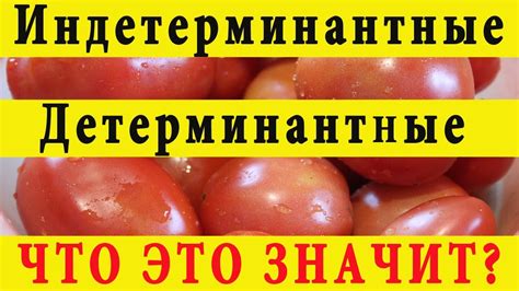 Индетерминантные и детерминантные томаты что это значит? - YouTube