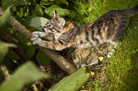 Comment Loigner Les Chats De Son Jardin Nos Conseils