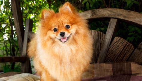Do Pomeranians Bark A Lot Reasons And How To Stop