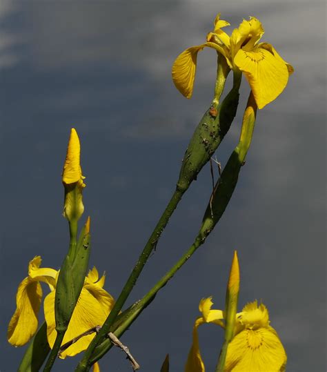 Lake Side Flowers Ozzy Delaney Flickr