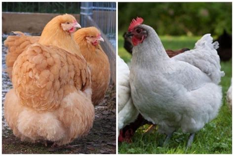 Les Meilleures Races De Poules Pour Un Jardin