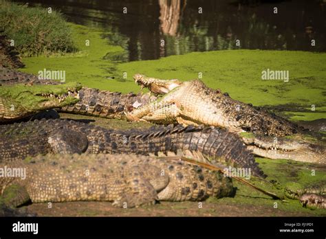 A Bask Group Of Saltwater Male Crocodiles At The Malcolm Douglas