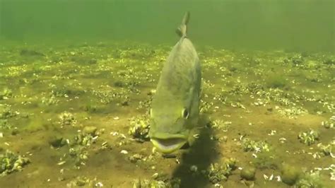 Smallmouth Bass Eats Crayfish Youtube