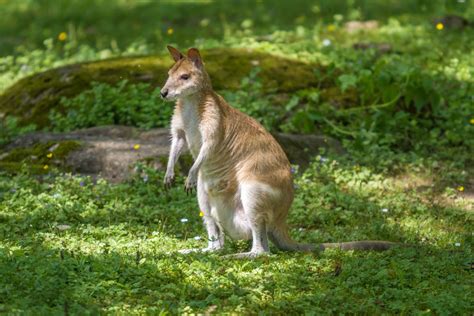 Mini Kangaroo By Fotostyle Schindler On Deviantart