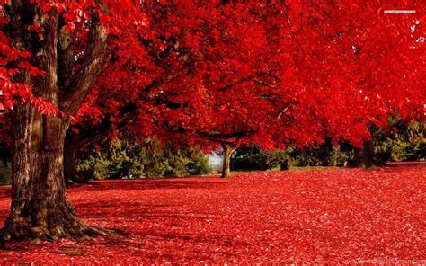 Red Autumn Wallpapers - Top Free Red Autumn Backgrounds - WallpaperAccess