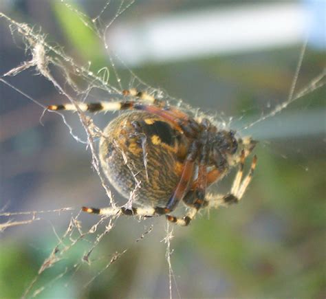 Orb Weaver Araneus Marmoreus Bugguide Net