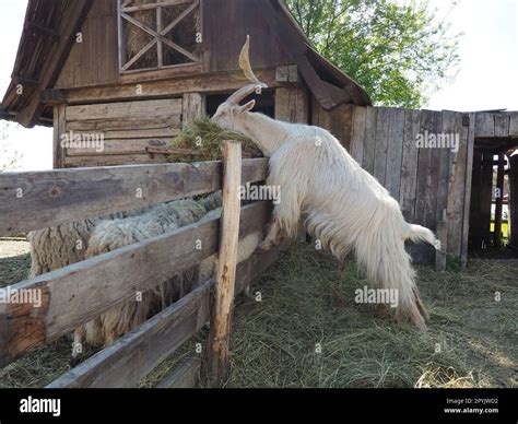 Domestic Goat Capra Hircus Male Hi Res Stock Photography And Images Alamy