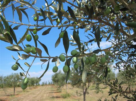 Maslina – Istarska bjelica - Rasadnik Franceskija