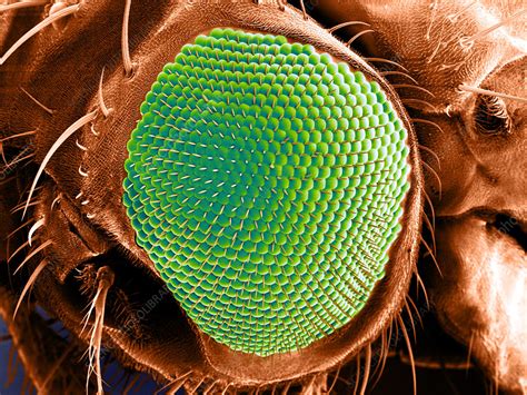 SEM Of Fruit Fly Eye Stock Image C028 3021 Science Photo Library