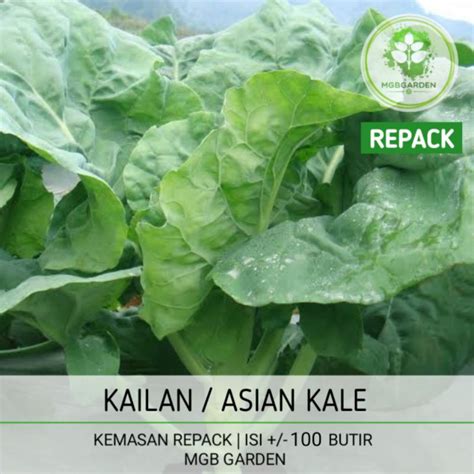 Jual BENIH BIJI BAKAL BIBIT SAYURAN KAILAN CHINESE KALE REPACK