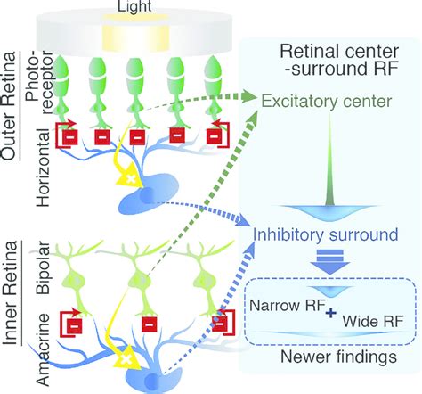 Lateral inhibition process in the retina and the formation of the ...