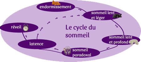 Cycle Sommeil 0 Hot Sex Picture