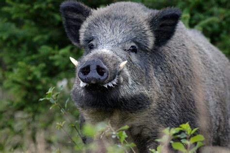 Près de Toulouse Traqué par des chiens de chasse un sanglier déboule