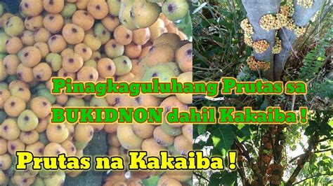 Prutas Na Pinagkakaguluhan At Kinatatakutan Dito Sa Bukidnon Dahil