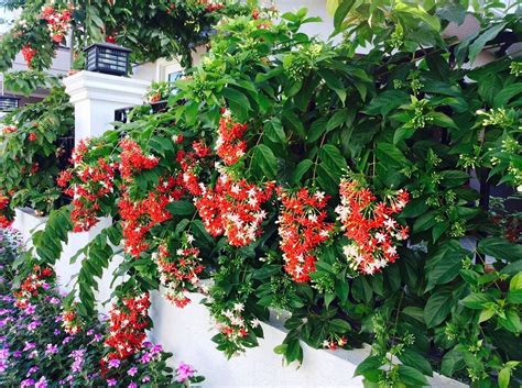 tanaman rambat berbunga cantik ciriciripohonid