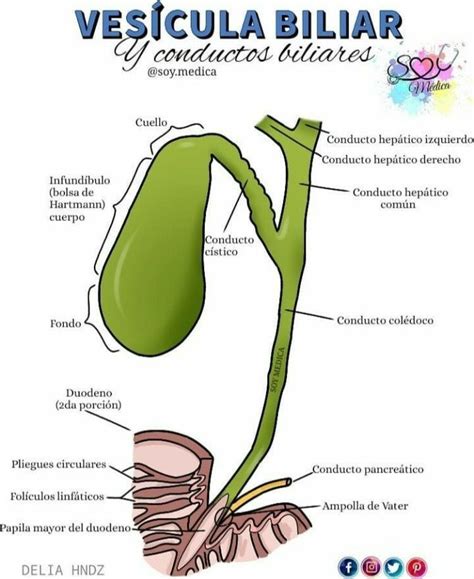 Pin Von Enriqz Auf El Cuerpo Humano Y M S Anatomie Vater