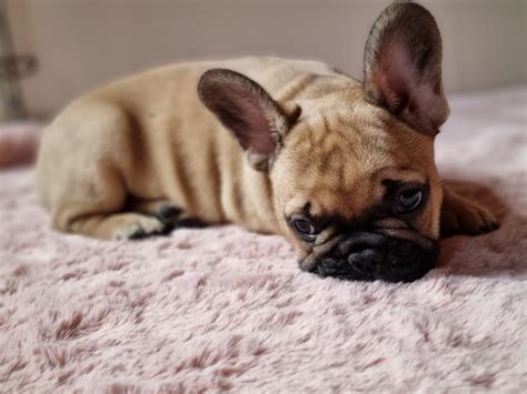 Chiot Bouledogue français URFEE De la vallée de pissevin