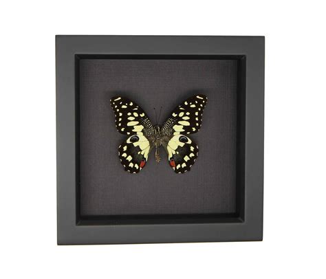 Framed Citrus Butterfly| Papilio Demodocus