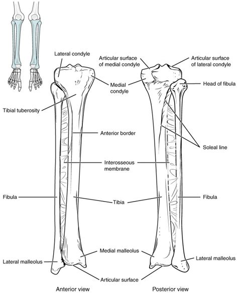 Bones Of The Lower Limb Anatomy And Physiology