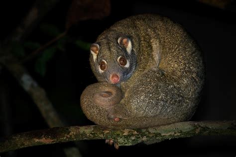 Green Ringtail Possum Sean Crane Photography