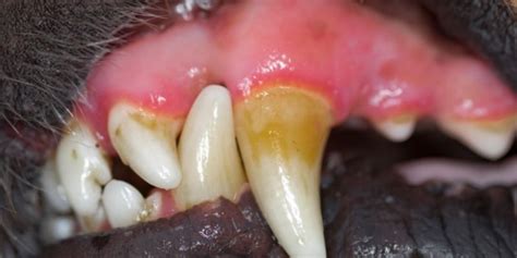 Best Dog Toothache Remedy: OTC and Natural Option