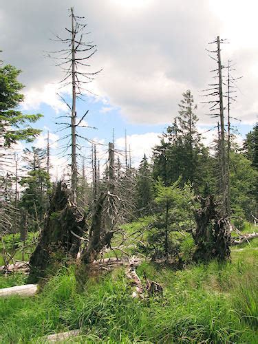 Black Forest National Park - Alchetron, the free social encyclopedia