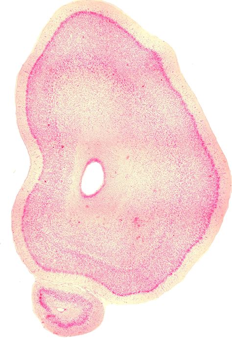 Cerebral cortex of the koala — Comparative Brain Anatomy