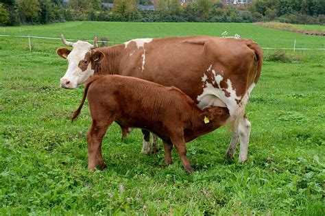 Production laitière les vaches peuvent être traites même si elles